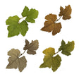 Leaf Camo - LC1